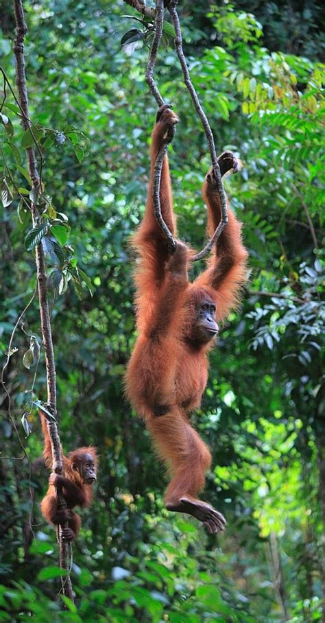 20+ Photos Of Endangered Animals In Indonesia Rainforest ...