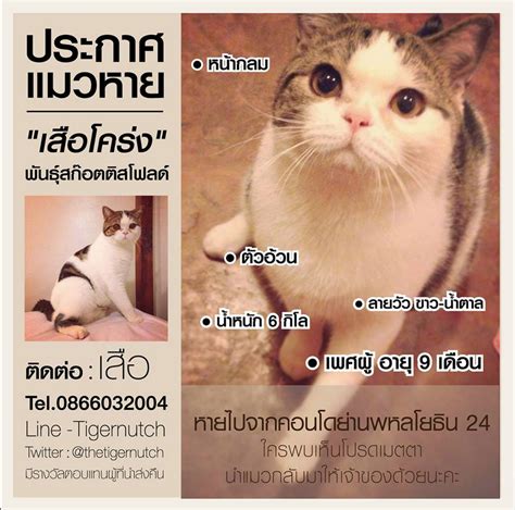 More about this breed ประวัติความเป็นมาของแมวสก๊อตทิช โฟลด์. เสือโคร่ง พันธุ์สก๊อตติสโฟลด์ เพศผู้ หายไปจากบ้านค่ะ ช่วย ...