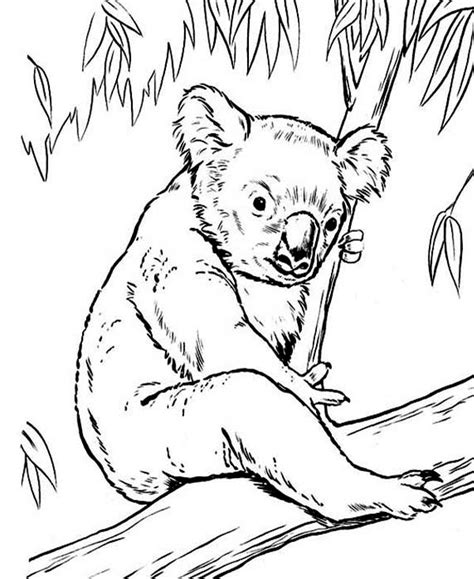 Article by best coloring pages. Koala Bear On Eucalyptus Tree Coloring Page : Color Luna