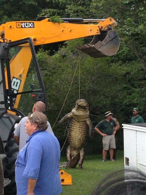 Maybe you would like to learn more about one of these? 12.5 foot gator killed, then lifted into a truck after it ...