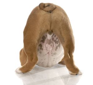 If the condition is not addressed, it can lead to the formation of sertoli cell tumor, which is a form of testicular cancer. Checking your Dog for Testicular Cancer - Dog Cancer Blog