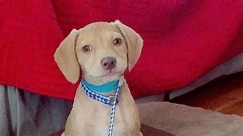 Bangor animal shelter gearing up to adopt out first wave ...