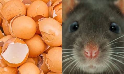 Tikus yang dapat cari makanan yang baik tidak akan berminat untuk makan umpan yang digunakan dalam perangkap tikus atau racun. Cara Mudah Mengusir Tikus, Lipas Dan Semut Dengan Kulit Telur