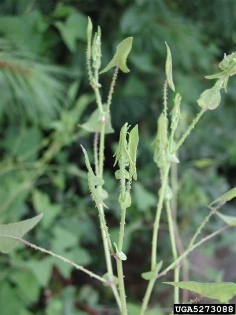 Maybe you would like to learn more about one of these? Mile-a-minute | Connecticut Invasive Plant Working Group