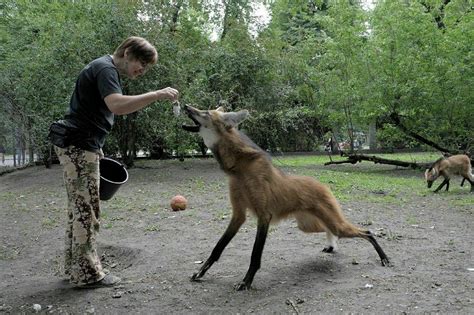 About 456 results (0.41 seconds). Maned Wolf Facts, Habitat, Diet, Life Cycle, Baby, Pictures