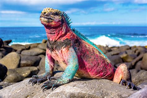 Discover galapagos offers unmatched galapagos cruises and galapagos tours available to anyone willing to take the trip of their lifetime. Galapagos, turisti con polizza assicurativa ...