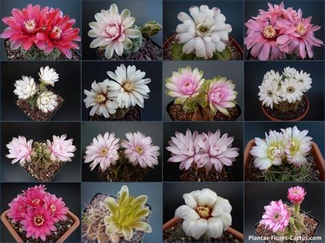 En general, hacer que las plantas florezcan no es complicado. como hacer florecer cactus | Cactus y suculentas, Cuando ...