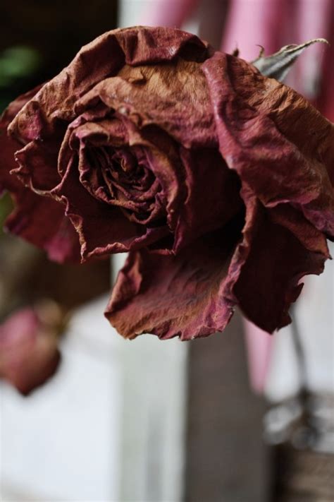 Maybe you would like to learn more about one of these? rosa morta | Tumblr