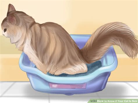 If your cat's temperament changes unexpectedly, she is probably telling you something. 3 Ways to Know if Your Cat Is Sick - wikiHow