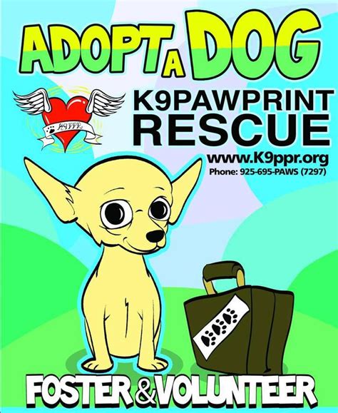 Virtual adoption hours at arf by appointment only walnut creek, ca. We Always Need Fosters & Volunteers!! | Dog adoption ...