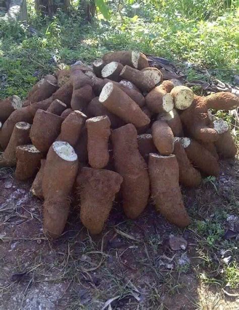 Check spelling or type a new query. Yellow yams from fertile land. Food source energy source ...