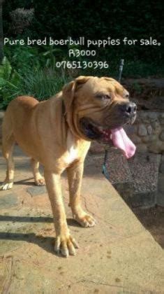 Browse our selection and find puppies for sale in ohio, pa, and more! Thorough Bred Boerboel Puppies For Sale | Durban Boerboel ...
