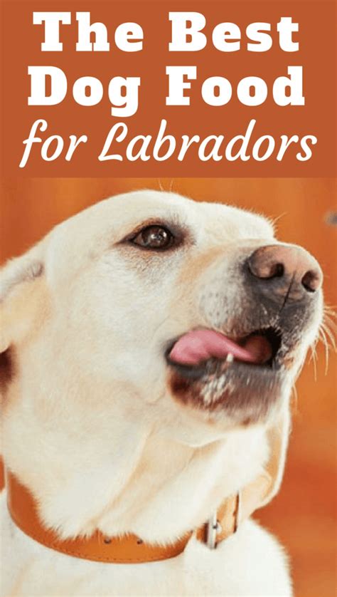 To combat this, labrador specific puppy food is somewhat restricted in calories and fats compared to smaller breed puppy food. Best Dog Food For Labradors (A Complete Guide 2020)