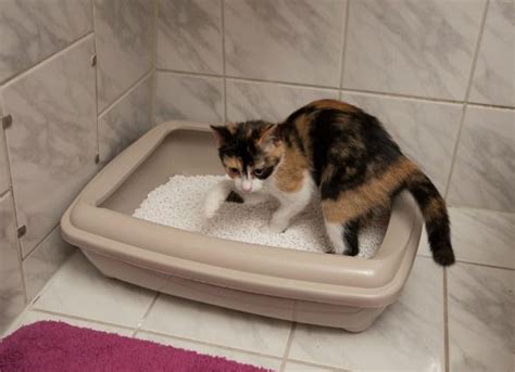 This is actually one of the easiest causes to get rid of. Cat Suddenly Pooping On Floor - petfinder