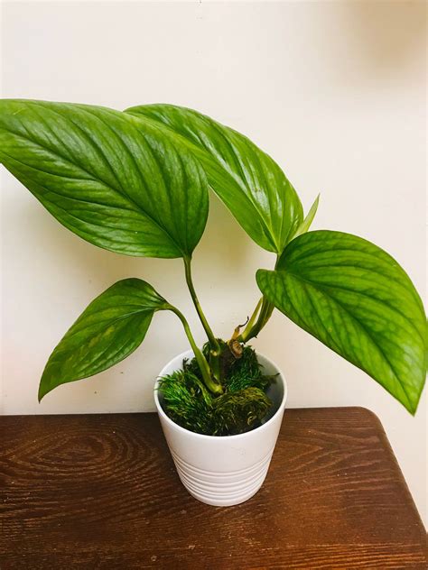 12cm pot large bushy plant supplied in nursery pot about me: Monstera Peru Vs Pinnatipartita - BacaanKita
