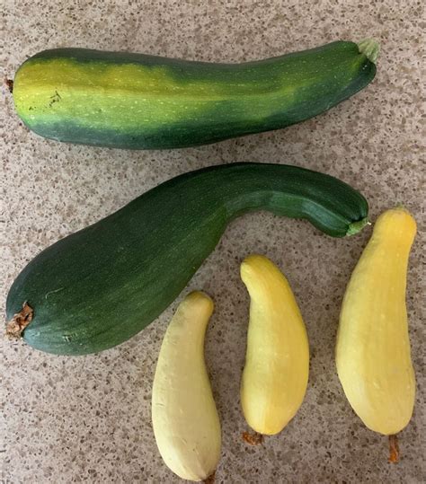 Seeds should be soft and edible. First Harvest in 2020 | Veggie tempura, Yellow squash ...