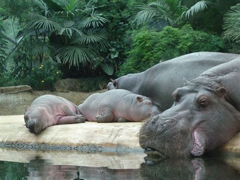 Übernachten in berlin mit kindern. Berlin mit Kindern Zoo Nilpferde | Berlin mit kindern ...