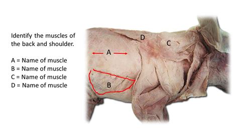 However, each one crosses the wrist and produces movement in the sagittal plane around the wrist's lateral axis, and in. Solved: Identify The Muscles Of The Pig: A = Name Of Muscl... | Chegg.com