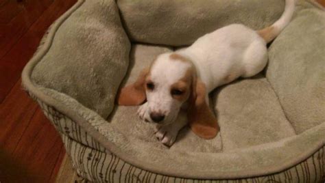 There are 1788 basset hound puppies for sale on etsy, and they cost $19.14 on average. 9 Week old Lemon Basset Hound Puppies for Sale in Howell ...