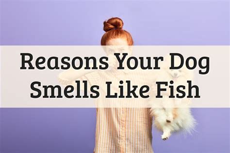 While completely normal, chewing is also more common in some breeds more than others. Why Does My Dog Smell Like Fish? | Dog smells, Dogs, Your dog