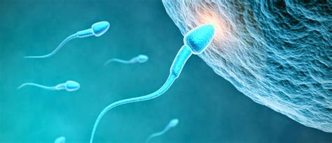 Dalam artikel ini, hamil.co.id akan membahas mengenai kehamilan kosong dan menjawab pertanyaan yang sering muncul yakni hamil kosong bertahan berapa lama ? dalam penjelasan dibawah ini. Seksologi - Berapa Lama Sperma Bisa Bertahan Hidup ...