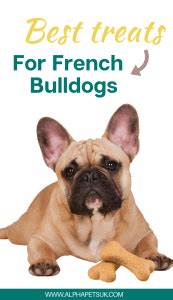 Dirty bird the french bulldog learning marker training. Best Treats For French Bulldogs - Top Dog Treats For ...