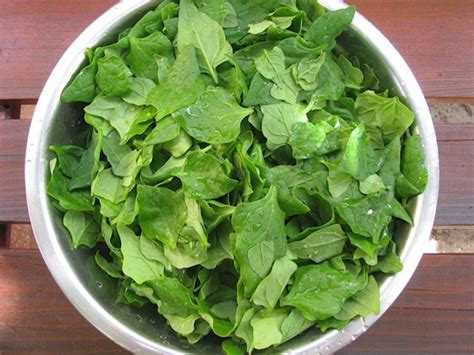 Uj zelandi spenot 70 magok tetragonia expansa l garden seeds market ingyenes szallitas from gardenseedsmarket.com. Új-zélandi spenót: Popeye is szerette volna | Bálint gazda ...