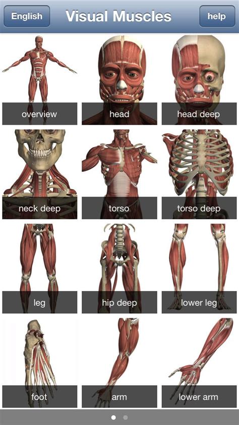 There are around 650 skeletal muscles within the typical human body. 168 best images about Muscular System on Pinterest | Human anatomy, Muscle and Muscle tissue