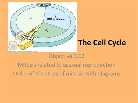 Cactus is one of the rare vegetable that grow back during all seasons (the only one outside of cave i think), it's a really good sanity item or health item with a moleworm farm. PPT - The Cell Cycle PowerPoint Presentation, free ...