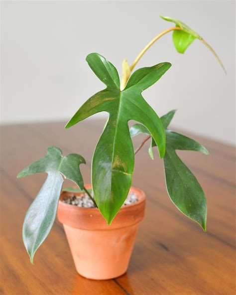 ✔ free all india delivery. Philodendron 'Florida' in 2021 | Philodendron plant ...