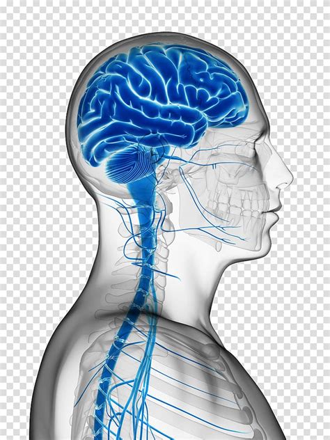 Personality changes after deep brain stimulation in parkinson's disease. Pin by Rogelio Guevara on parkinson in 2020 | Brain ...