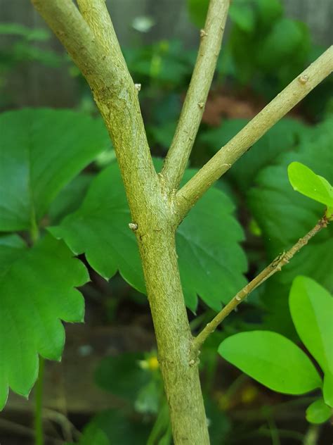 We did not find results for: Tree identification - Oregon - Biology Stack Exchange