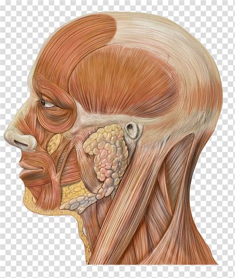 Human muscles enable movement it is important to understand what they do in order to diagnose sports injuries and prescribe rehabilitation exercises. Raps About Human A And P Muscle - Human Anatomy zbrush ...