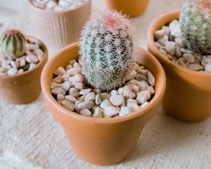 If you can grow cacti and succulents successfully, you can likely grow the echinopsis species without too much trouble. Tips for Growing Echinopsis (Sea Urchin) Cactus Indoors