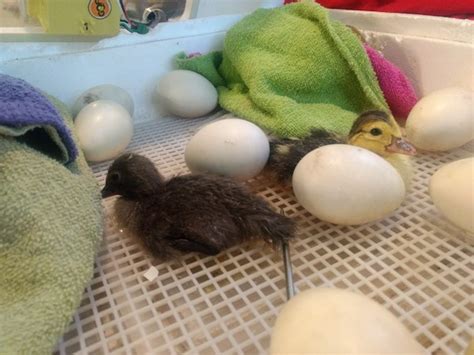 If you plan to stack multiple tubs inside the enclosure it's best at this point to label them so you know their proper place in the incubator. Hatching Eggs without an Incubator - Little Avalon Farm