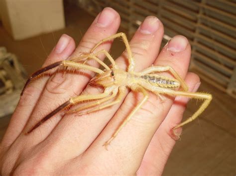 I see huge spiders all the time where i live. Solifugid (Desert Spider): Despite some media reports ...