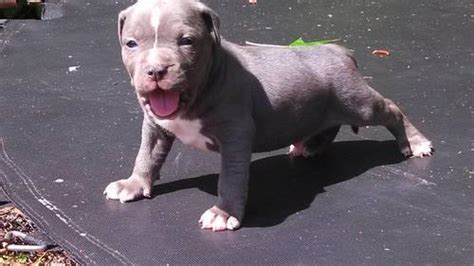 Pit bull breeders make a huge difference in the quality of a puppy. Blue & Blue Tri Pitbull Pups for Sale in Richmond ...