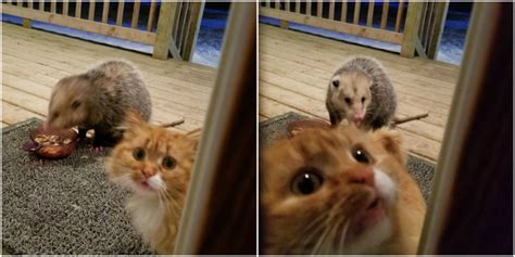 Raccoon tries to make friends with cat but failed. Stray Cat Shows Her Possum Friend Where The Food Is - The Dodo