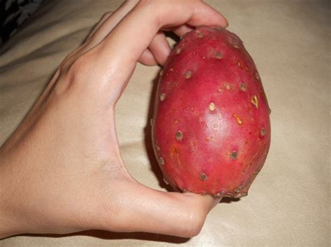 Because, i have never known cactus pears to cause constipation. Cavy Savvy: A Guinea Pig Blog: Can Guinea Pigs Eat Prickly ...