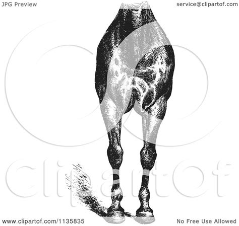 High quality vintage anatomy gifts and merchandise. Clipart Of A Retro Vintage Engraved Horse Anatomy Of Good ...