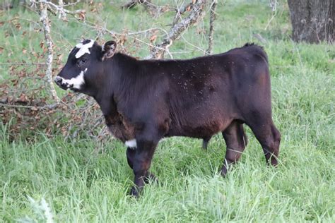 Find out more and use our tools to get a better idea of how much you many people want to know the answer to this question: Does it Pay to Cut Bull Calves and Sell Them as Steers ...