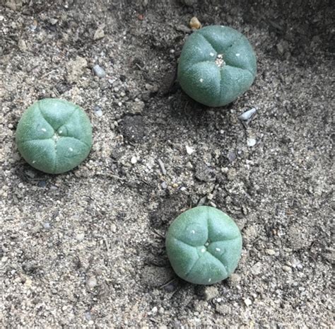 Its scientific name is lophophora williamsii. Dutch-Headshop Blog - Microdosing Part 3 - Peyote & San Pedro