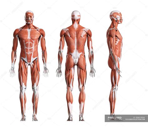 Human anatomy 3d illustration of the stock image colourbox. Male Anatomy Diagram Side View : Anatomy Of Male Muscles ...