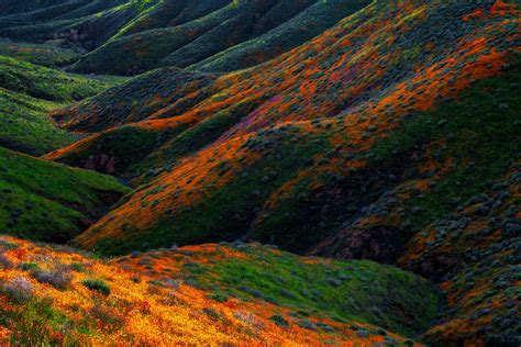 Lake elsinore recreation authority (inactive). Wildflower Canyon | Wild flowers, Canyon, Photo dimensions