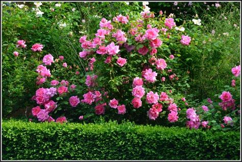 Die bienen und hummeln besuchen zwar durchaus auch so manche rosen und die anderen bienenfreunde, die ich extra für sie gepflanzt habe, aber eigentlich sind sie derzeit fast ausschließlich auf dem lavendel zu finden. Rosen Im Garten - garten : House und Dekor Galerie #XP1Ooj71DJ