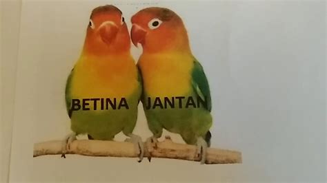 Sebenarnya banyak sekali cara membedakan burung murai jantan dan betina, baik itu dari fisik atau postur tubuh. Ciri ciri dan cara membedakan burung lovebird jantan dan ...