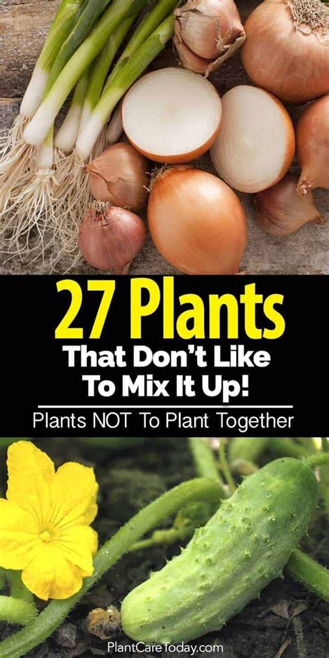 We did not find results for: Incompatible plants - some plants grow well together and ...