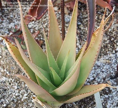 I was amazed at the volume of the plants, and to find out that they are grown from seed. PlantFiles Pictures: Aloe Species (Aloe castellorum) by ...