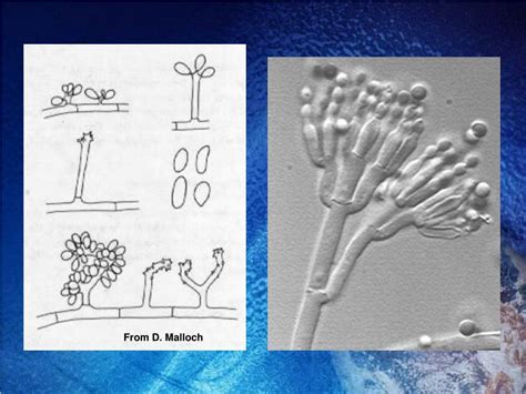 Chalara, conidial chain, conidial ontogeny, ultrastructures. PPT - การสืบพันธุ์แบบไม่อาศัยเพศของเห็ดรา : Deuteromycetes ...