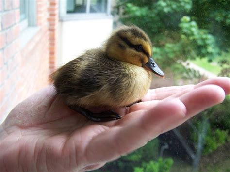 But, in the united states, if you're considering penguins as pet animals, think even if you live in alaska where the climate would be conducive to these cold climate birds, it is still illegal to have a penguin as a pet. Quackers: Pet Ducks